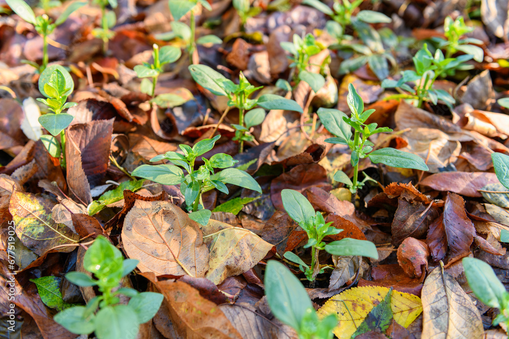 Cool flowers. Flowerbed mulched with thick layer of fallen leaves. Growing winter hardy annuals with the protection of leaves mulch. Cool flowers. Flowerbed mulched with thick layer of fallen leaves. Growing winter hardy annuals with the protection of leaves mulch.