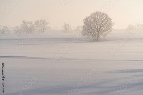 雪原の朝とキツネ © Kazuo Katahira