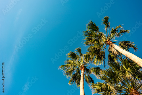 the camera looks up at the palm trees