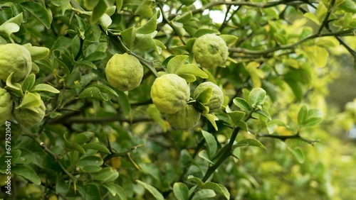 Green fruit of a bitter orange tree. Citrus trifoliata in autumn garden close up photo