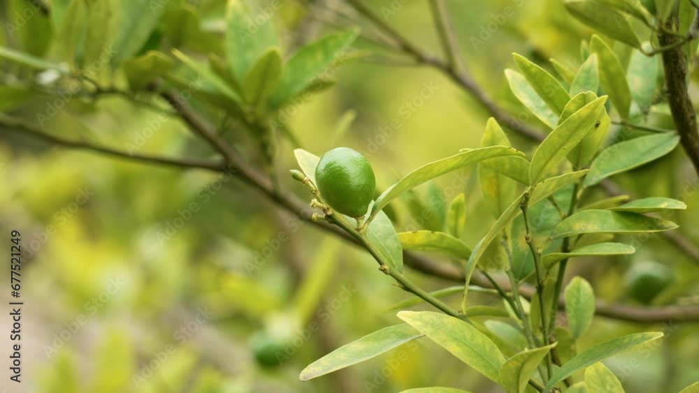 Green limequat lime fruit on garden tree branch close up. Hybridized citrus floridana plant Green limequat lime fruit on garden tree branch close up. Hybridized citrus floridana plant