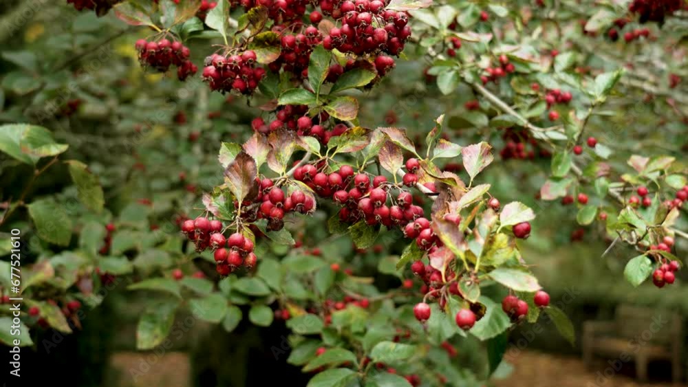 Cockspur hawthorn red berries close up. Crataegus crus-galli tree in autumn Cockspur hawthorn red berries close up. Crataegus crus-galli tree in autumn