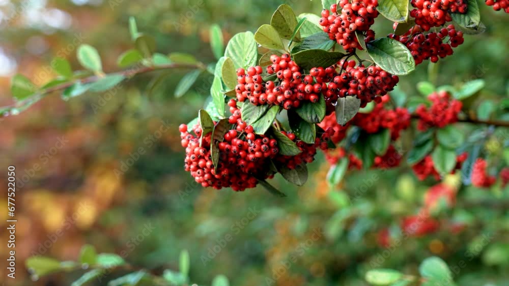 Firethorn or pyracantha beautiful autumnal red berries close up. Autumn colors concept Firethorn or pyracantha beautiful autumnal red berries close up. Autumn colors concept