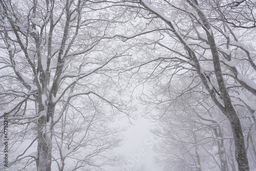 厳冬のブナ林 © Kazuo Katahira