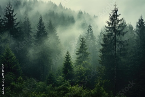 Panoramic view of misty foggy mountain landscape with fir forest, morning fog. Evanescent atmosphere in the woods wrapped in mist. Vintage retro hipster style photo