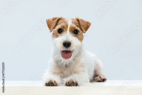 Jack Russell Terrier on a white background