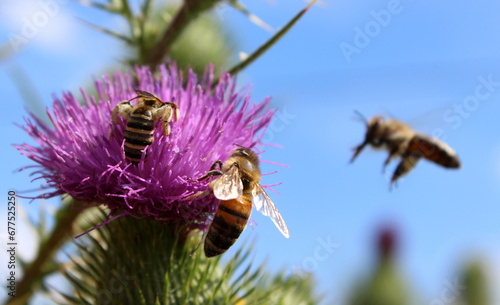 Bienen, Honigbienen, Wildbienen bestäuben Distel