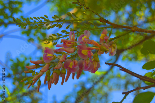 beautiful colorful flowers against a blue sky background