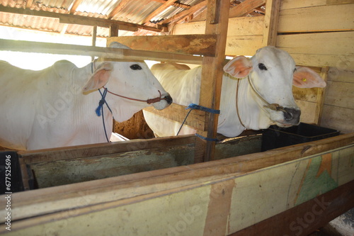 a white cow in a pen