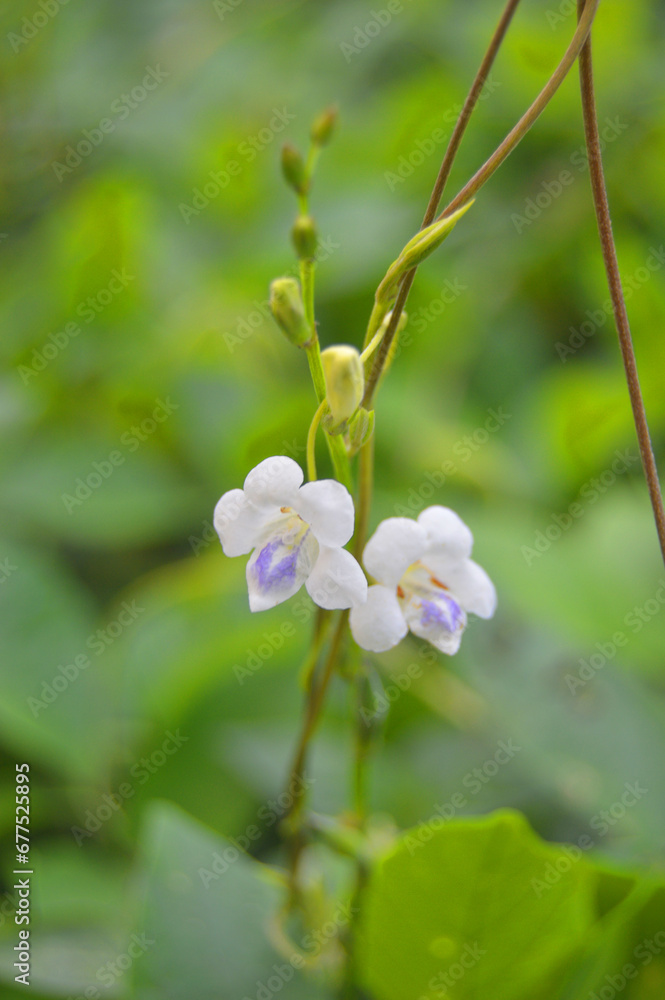 Fototapeta premium very beautiful white and purple wild flowers