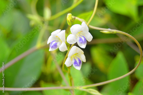 very beautiful white and purple wild flowers