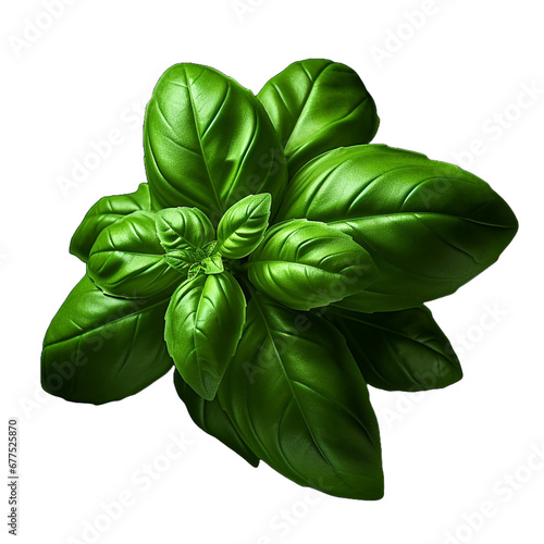 Basil isolated on transparent background