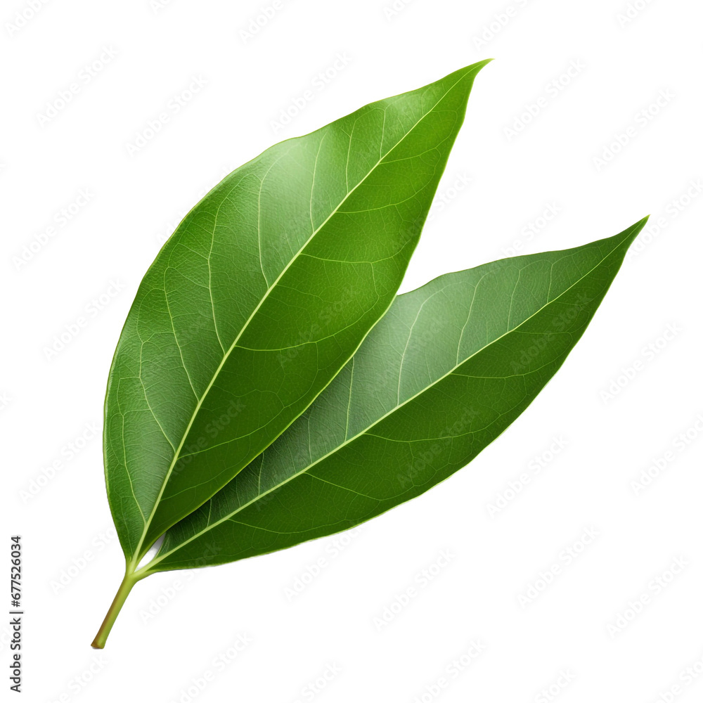 Obraz premium Bay Leaf isolated on transparent background