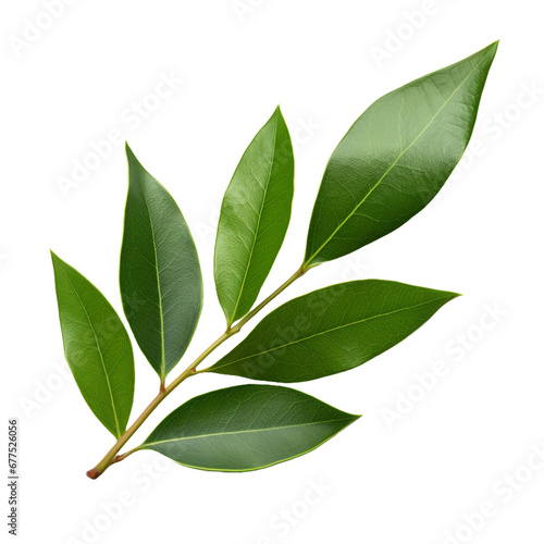 Bay Leaf isolated on transparent background