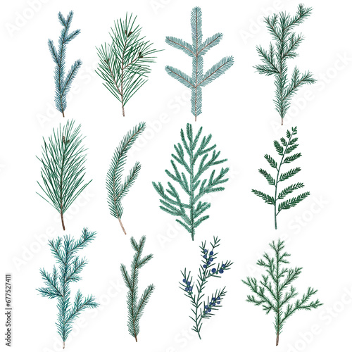 Watercolor Christmas tree branches. Green and blue   onifer plants. Pine tree  Juniper  fir  spruce  cypress  yew  cedar clipart. Hand drawn illustration for cards  posters  prints  and other design.
