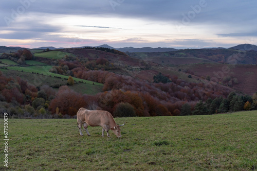 Pyrenean breed cow grazing at autumn sunset © Néstor MN