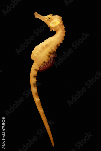 Big-belly seahorse on black background.
 photo