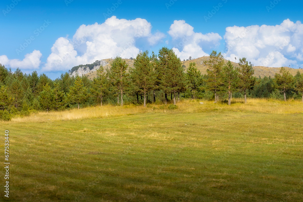 Fototapeta premium Durmitor mountains, Montenegro and tree