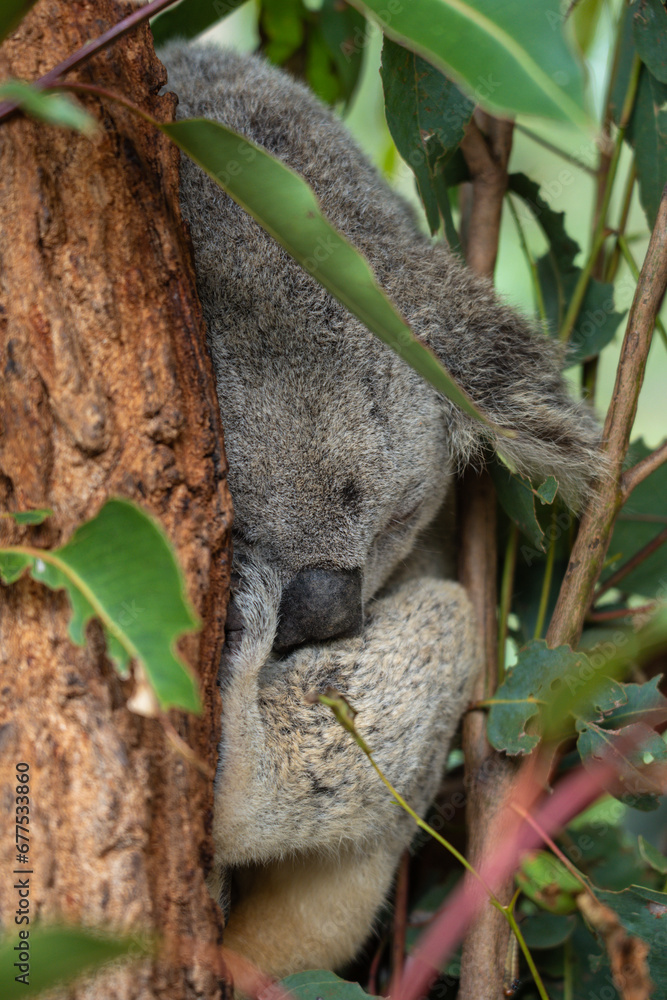 Obraz premium koala bear sleeping