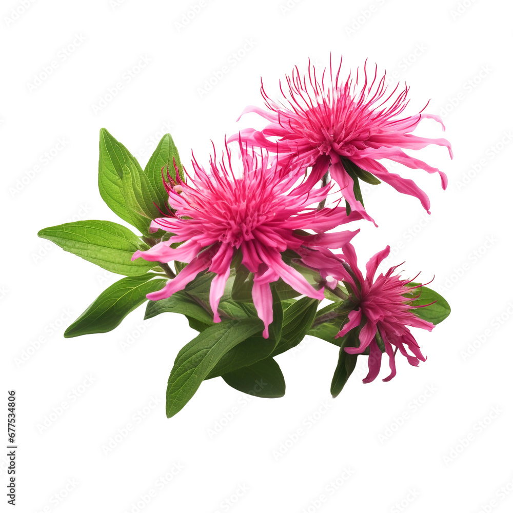 Bee Balm flower isolated on transparent background Bee Balm flower isolated on transparent background