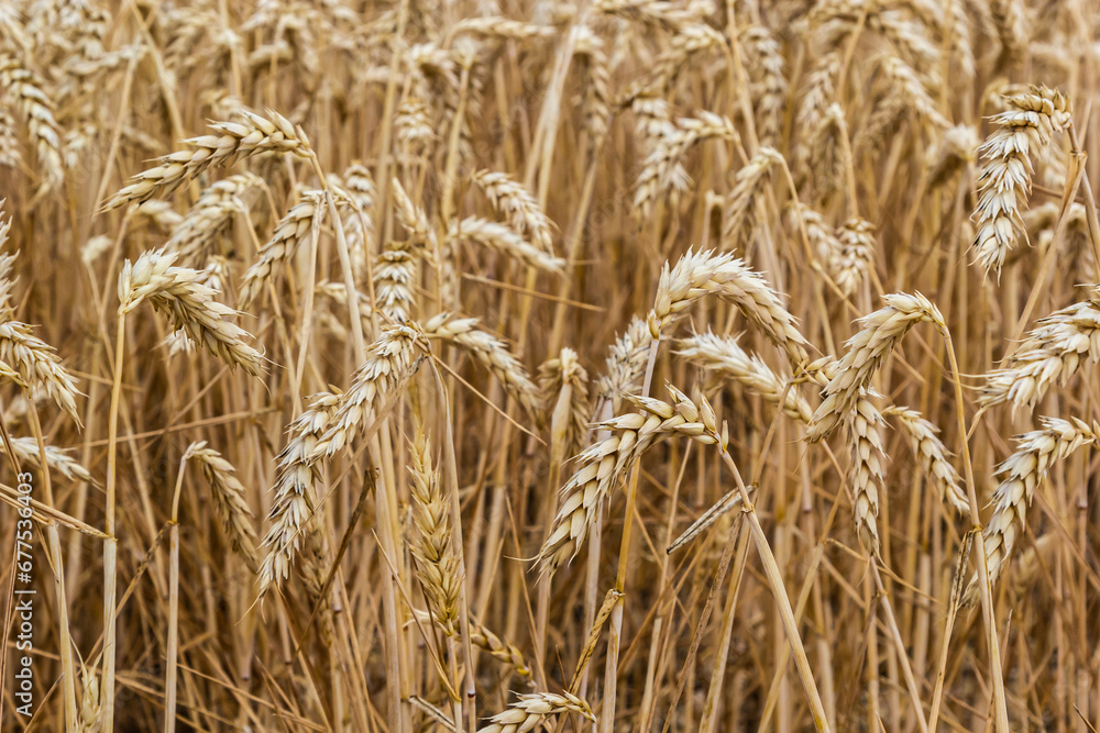 Rural scenery. Background of ripening ears of wheat field and sunlight. Crops field. Selective focus. Field landscape Rural scenery. Background of ripening ears of wheat field and sunlight. Crops field. Selective focus. Field landscape