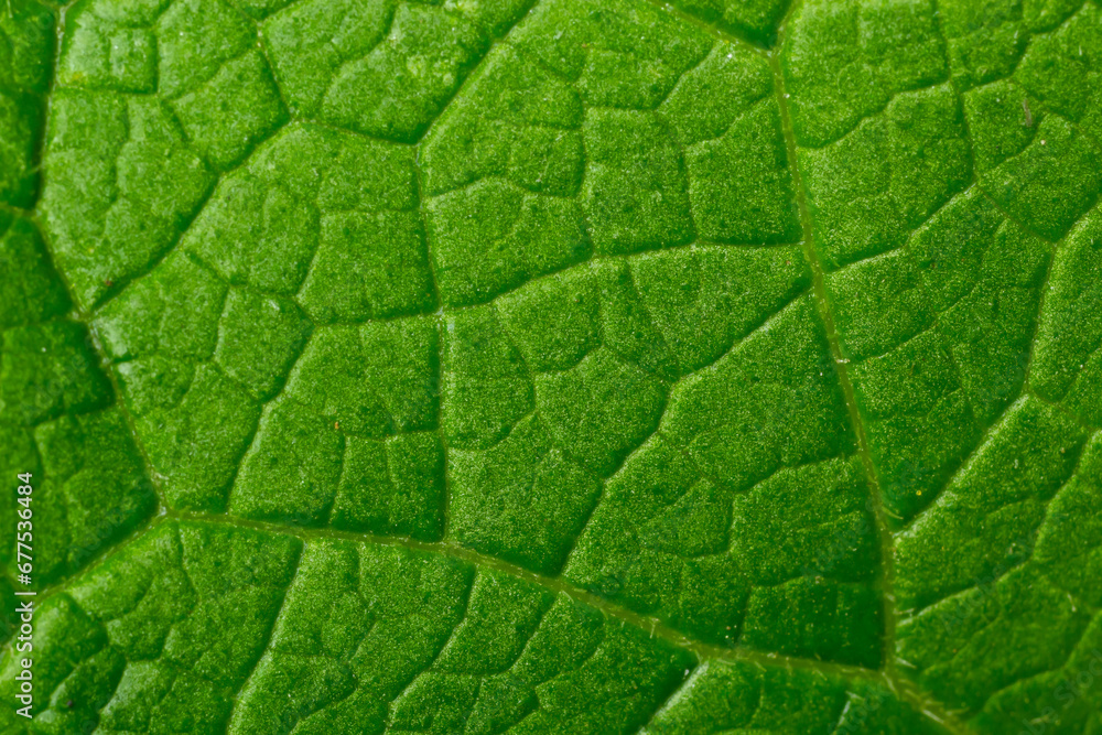 Abstract green leaves texture for background. Natural environment, ecological concept Abstract green leaves texture for background. Natural environment, ecological concept