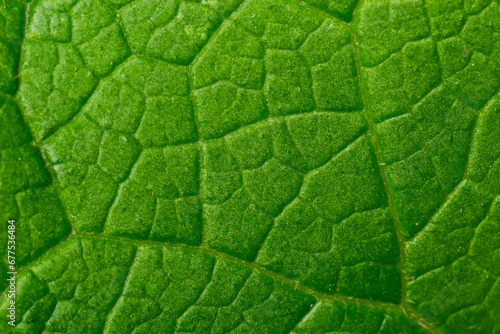 Abstract green leaves texture for background. Natural environment, ecological concept photo