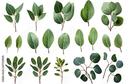 Plant composition from three fresh leaves of Eucalyptus different size isolated on a Transparent background. Generative AI