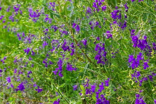 Wild Delphinium or Consolida Regalis, known as forking or rocket larkspur. Field larkspur is herbaceous, flowering plant of the buttercup family Ranunculaceae. Inflorescence with bright violet flowers photo