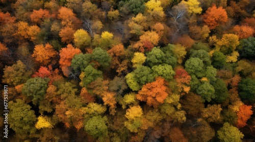 nature color vibrant beautiful overhead illustration ful fall, scenic above, wood leaves nature color vibrant beautiful overhead