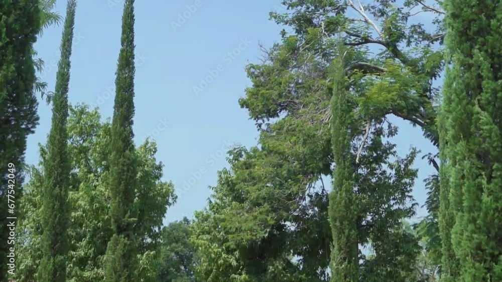 Aerial view of forest Cypress trees growing, other tress and beautiful sky
