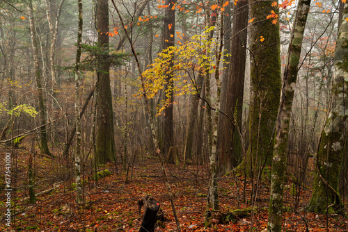 霧の中の段戸裏谷原生林の秋 photo