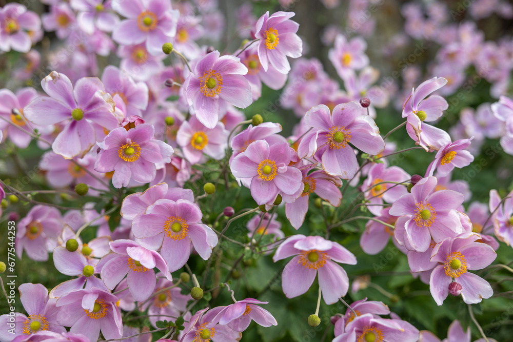 Beautiful anemone hupehensis flowers blooming in the garden. Beautiful anemone hupehensis flowers blooming in the garden.