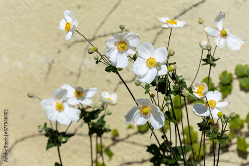 Beautiful white anemone hupehensis flowers blooming in the garden.
