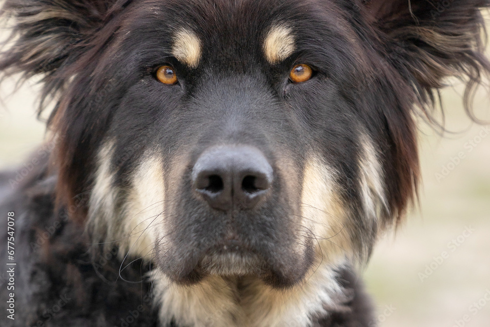 Portrait of large black long haired mutt dog Portrait of large black long haired mutt dog