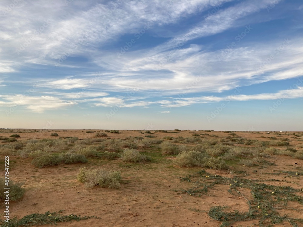 Wild plants of the Arabian Peninsula
Wild plants of the Arabian Peninsula