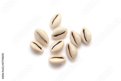 Top view of Cowrie (Cypraea chinensis) isolated on a white background. photo