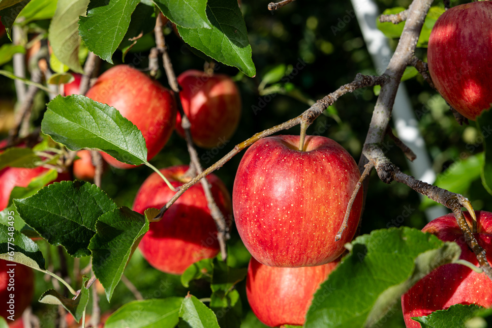 The Aikanokaori, a delicious apple variety from the orchard. The Aikanokaori, a delicious apple variety from the orchard.