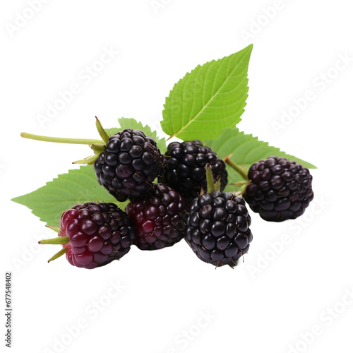 Boysenberry fruits isolated on transparent background