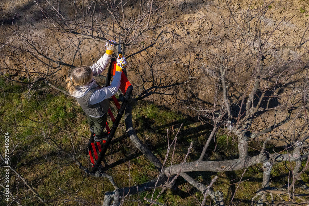 Obraz premium Aerial view of a woman pruning fruit trees in her garden from a ladder. Springtime gardening jobs.
