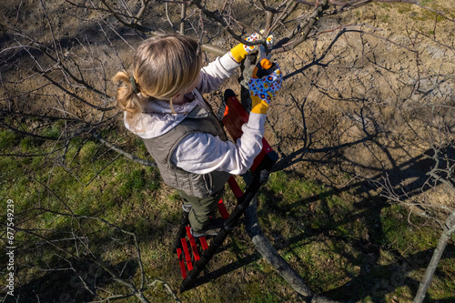Aerial view of a woman pruning fruit trees in her garden from a ladder. Springtime gardening jobs.