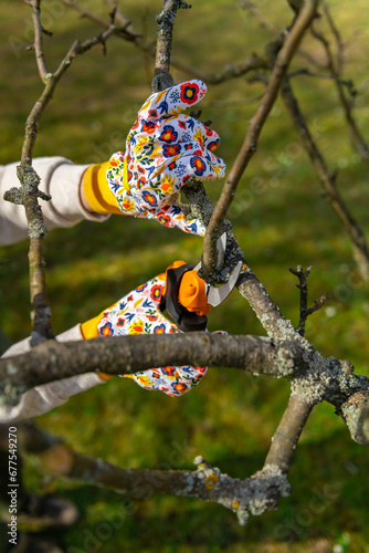 Unrecognizable woman pruning fruit trees. Hand with pruning shears detail. Springtime gardening jobs.