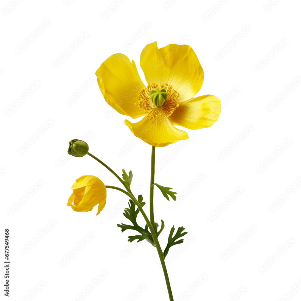 Naklejka premium Buttercup flower isolated on transparent background