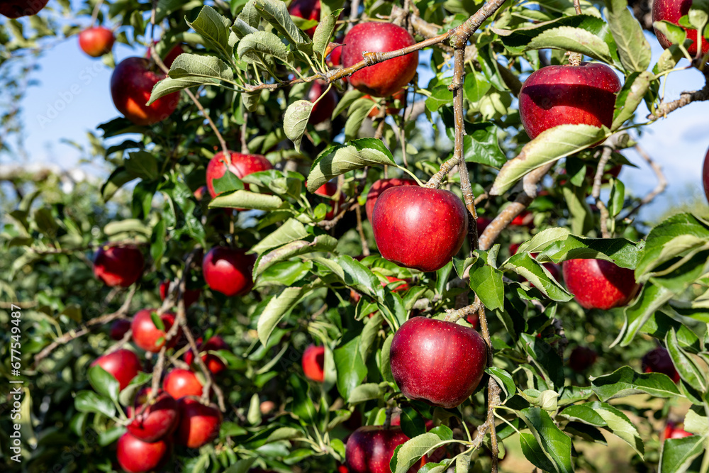 Akibae of delicious apple varieties in the orchard. Akibae of delicious apple varieties in the orchard.