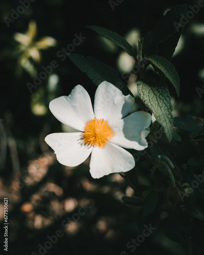 white flower