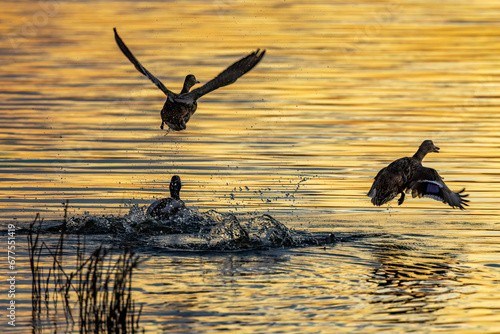 wildilife in  Balaton Felvideki reservation, Hungary photo