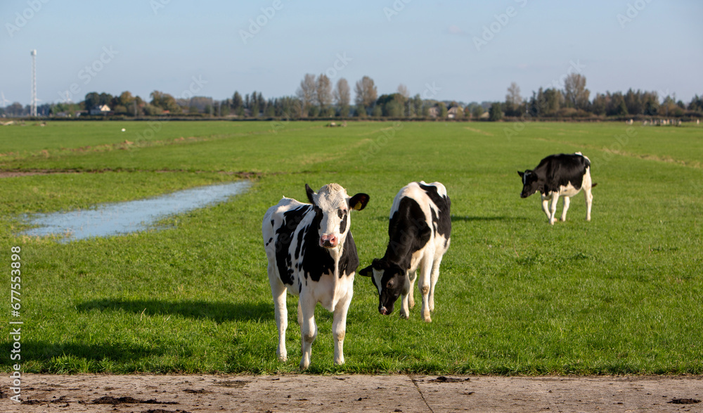 black and white calves near ditch under blue sky in dutch meadow in holland black and white calves near ditch under blue sky in dutch meadow in holland