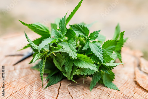 Fresh nettle is collected by an herbalist for the preparation of medicinal tinctures and hair treatment products photo