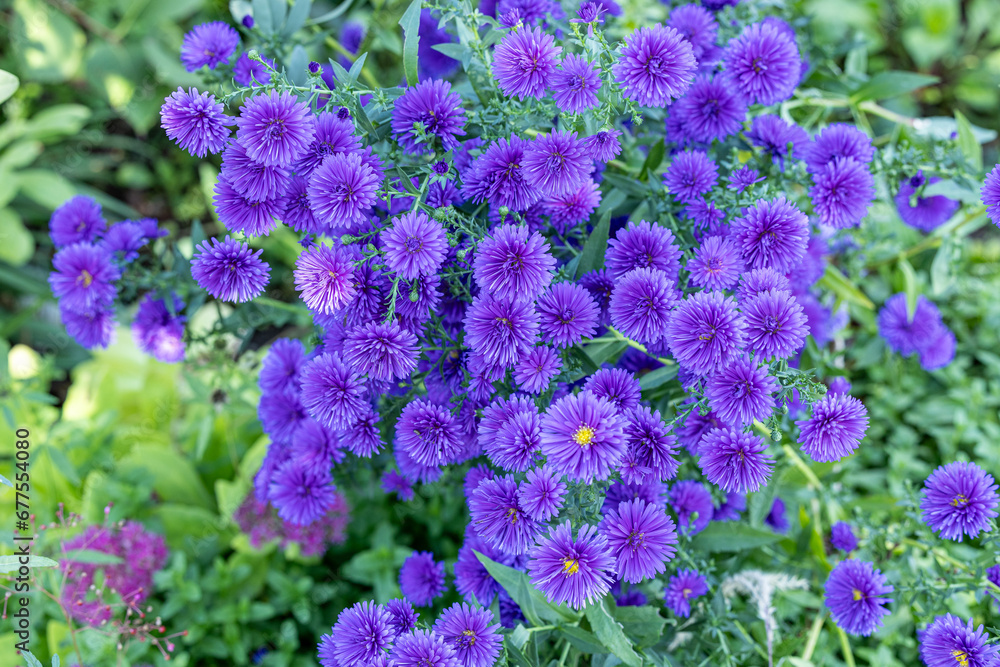 The purple double flowered aster flowers that bloom in full bloom in the autumn garden are beautiful. The purple double flowered aster flowers that bloom in full bloom in the autumn garden are beautiful.
