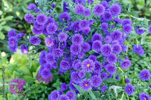 The purple double flowered aster flowers that bloom in full bloom in the autumn garden are beautiful.